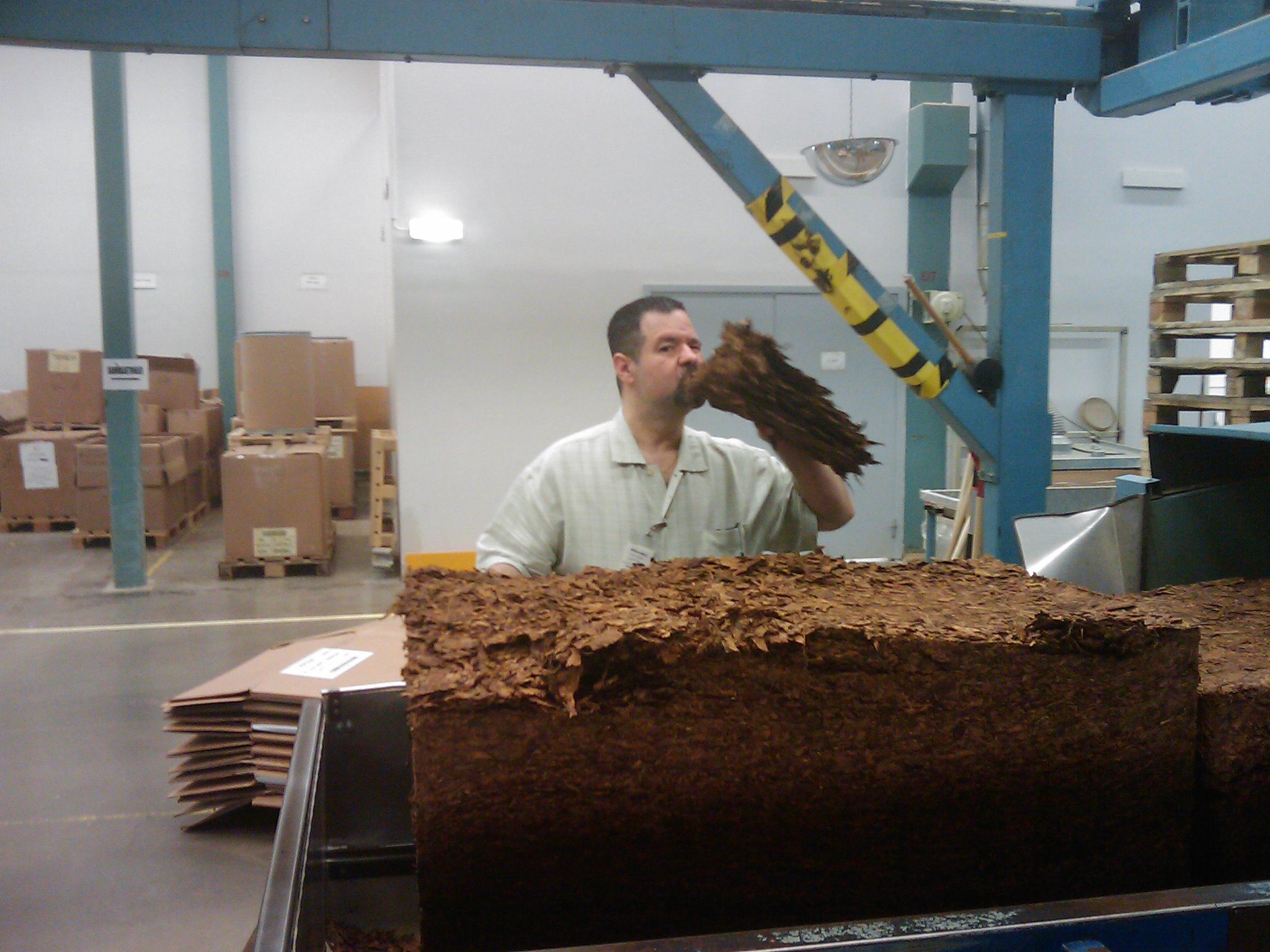 I carefully examine raw tobacco in the Gothenburg Factory Grinding Room