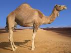A Camel - It's pretty obvious, isn't it?