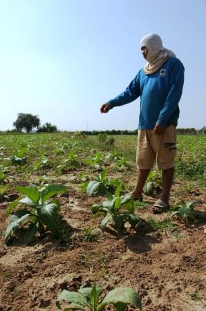 Mr. Khammoun planting a new crop of tobacco in Laos