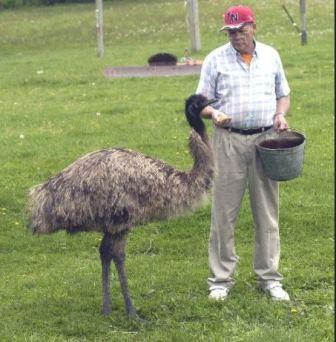 Do not feed snus to an emu